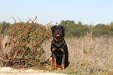 ROTTWEILER 103